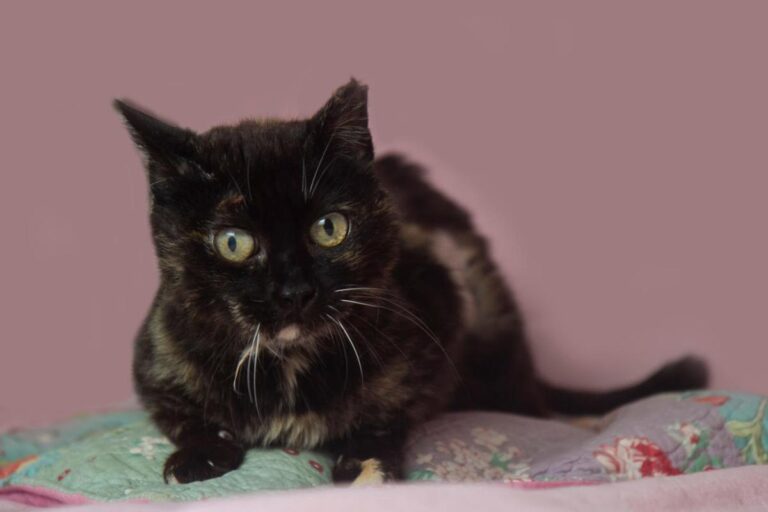 multimedia-foto78554-751-1