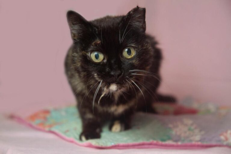 multimedia-foto78555-751-1