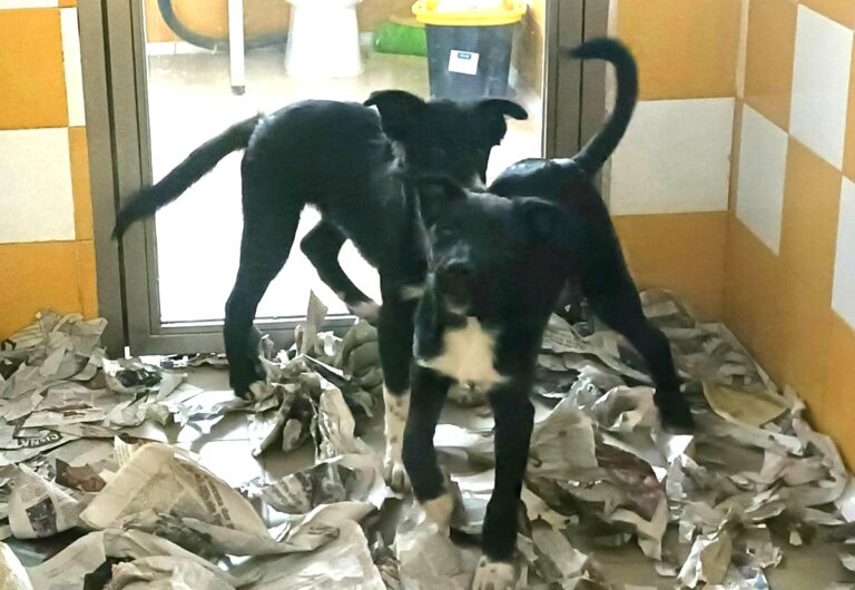 multimedia-foto78614-748-1