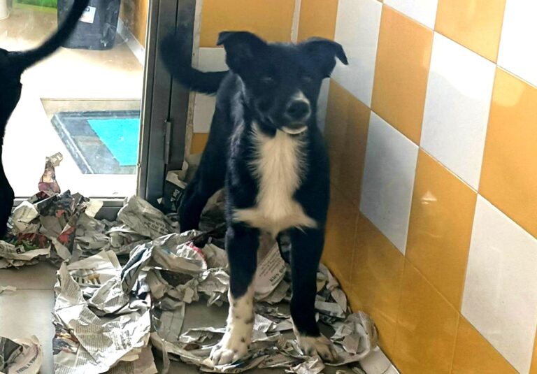 multimedia-foto78615-748-1