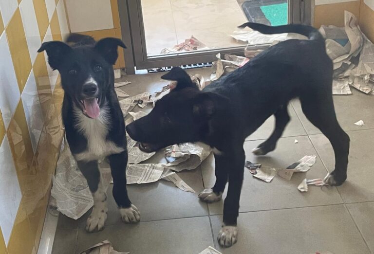 multimedia-foto78665-906-1