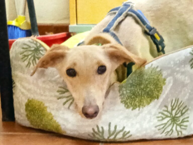 multimedia-foto78708-393-1