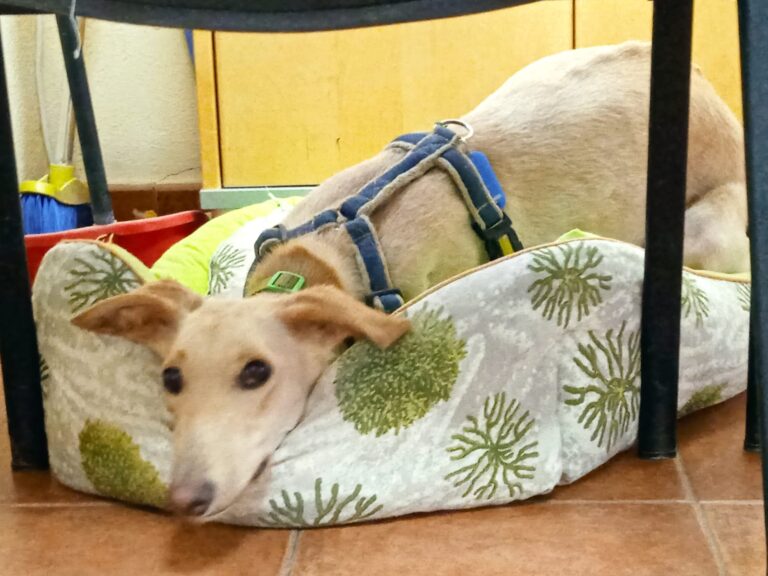 multimedia-foto78709-394-1