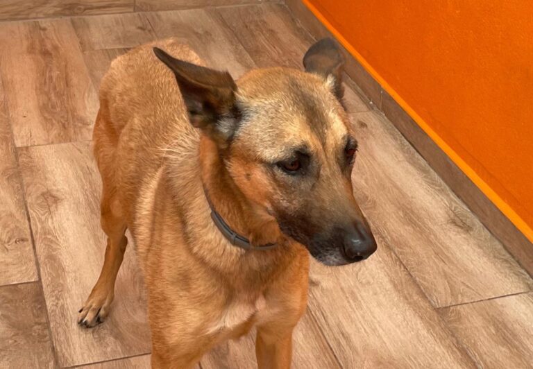 multimedia-foto78760-724-1