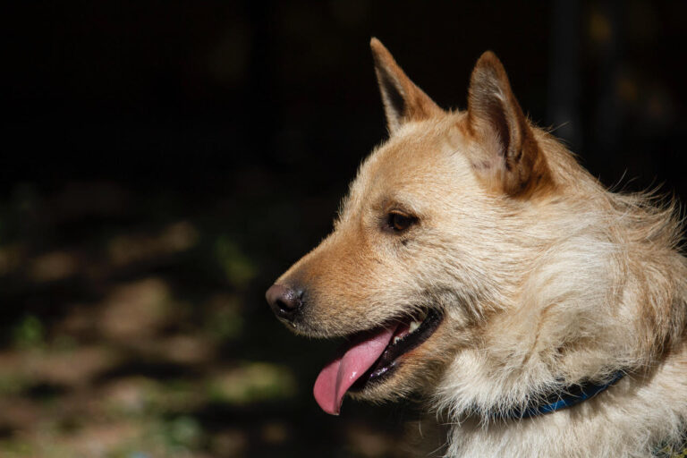 multimedia-foto78779-54-1