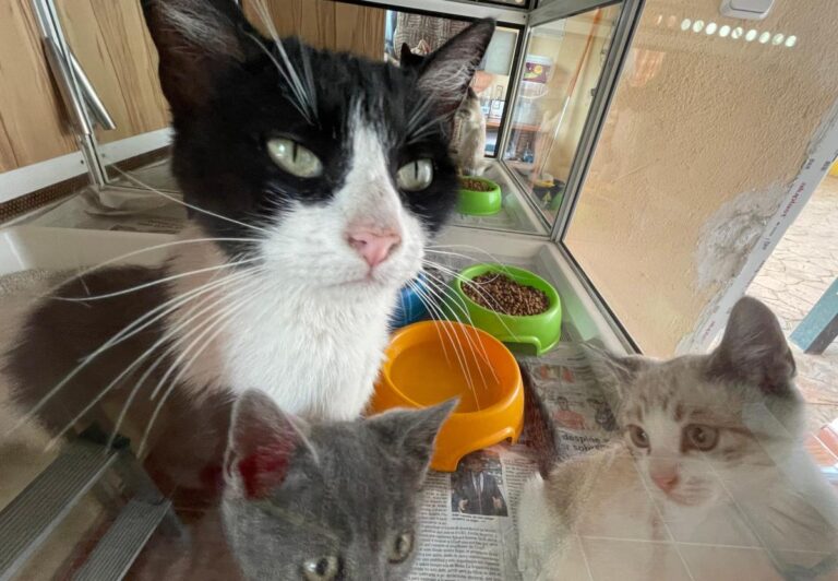 multimedia-foto78807-881-1