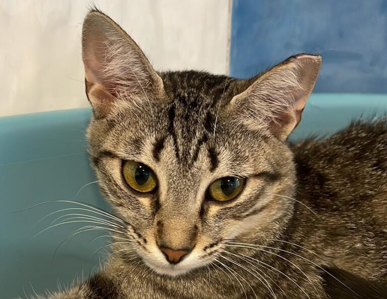 multimedia-foto78844-43-1