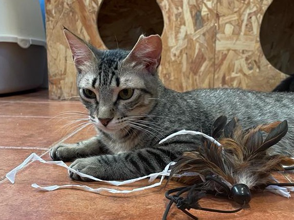 multimedia-foto78845-139-1