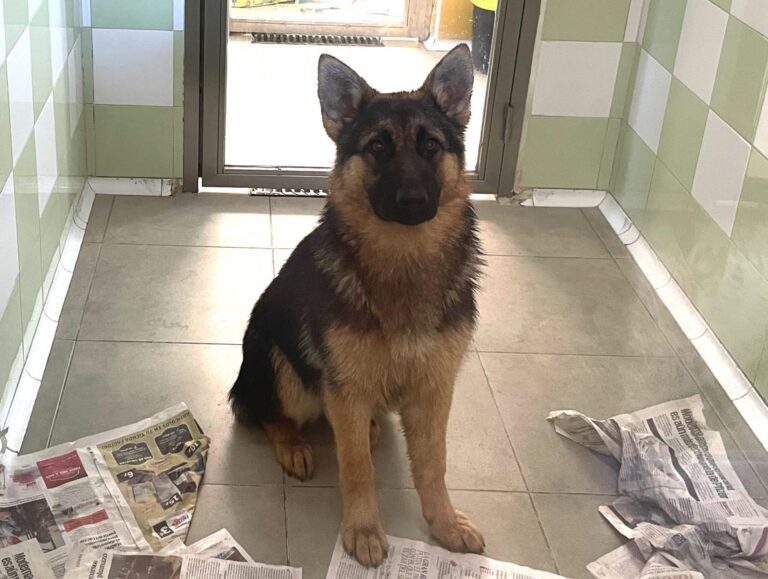 multimedia-foto78851-942-1