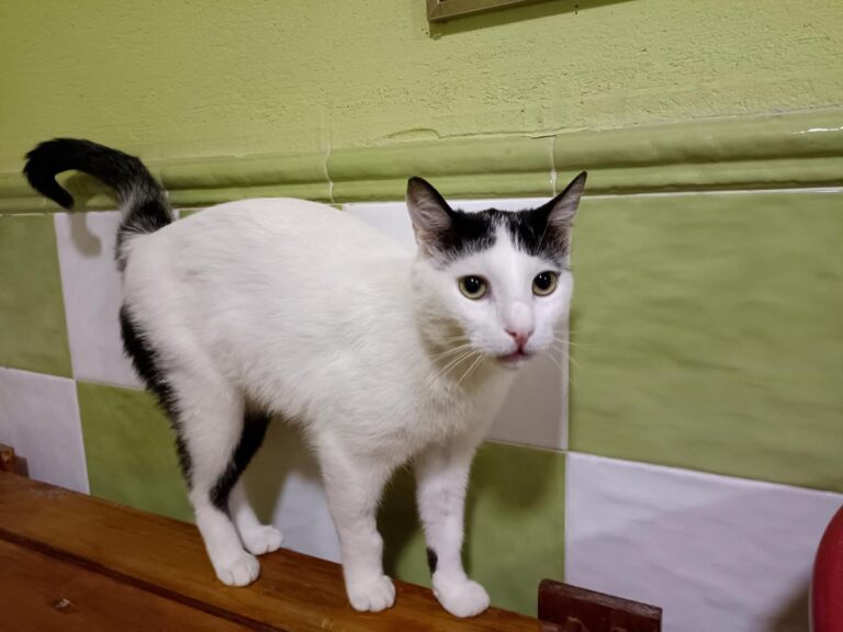 multimedia-foto78900-953-1