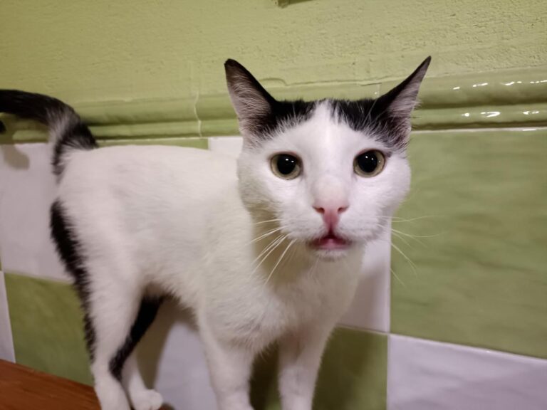 multimedia-foto78901-953-1