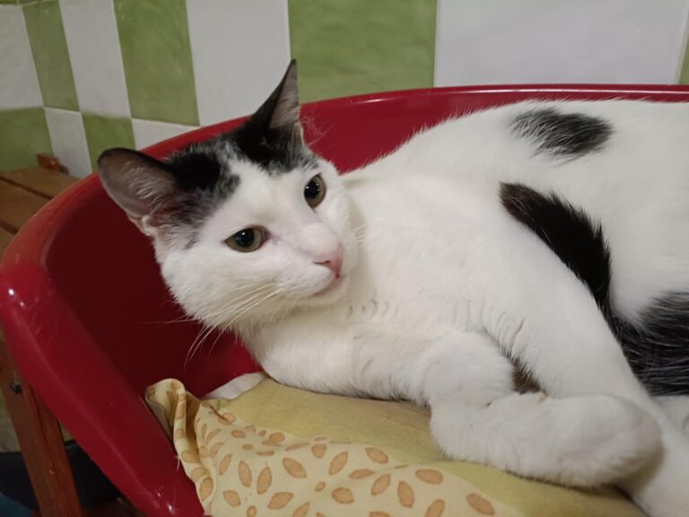 multimedia-foto78902-953-1