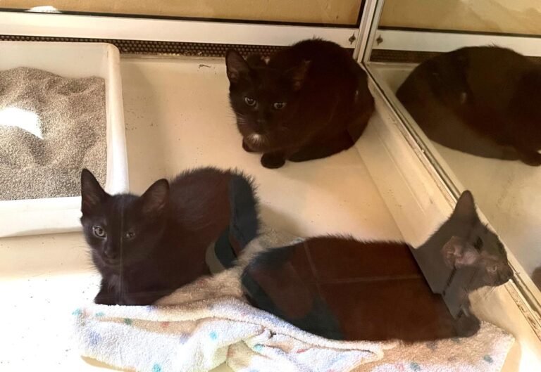 multimedia-foto78906-592-1