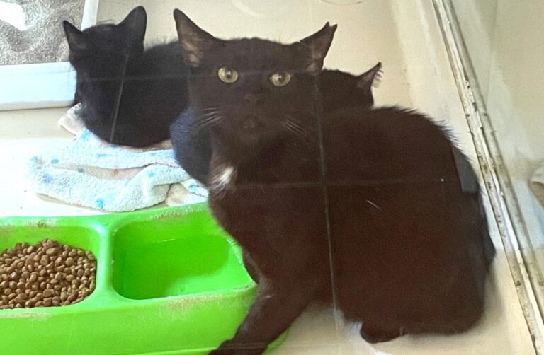 multimedia-foto78908-592-1