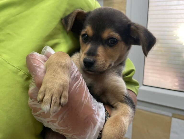 multimedia-foto78982-563-1