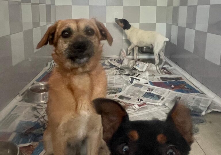 multimedia-foto79043-815-1