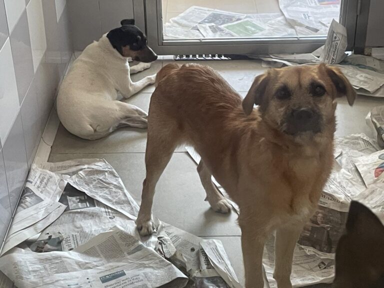 multimedia-foto79045-815-1