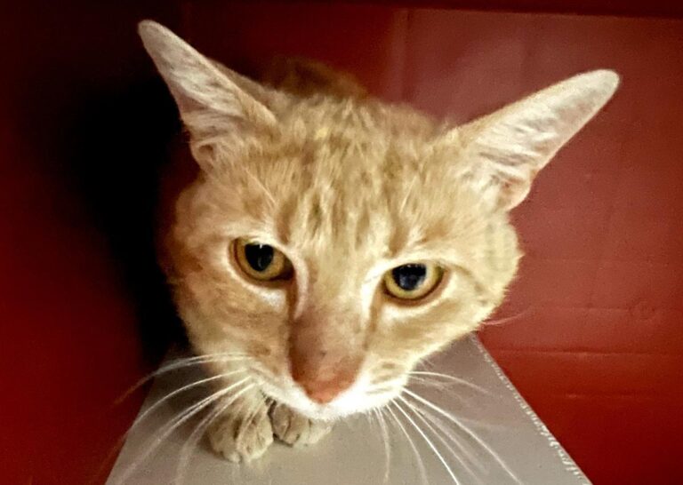 multimedia-foto79059-888-1