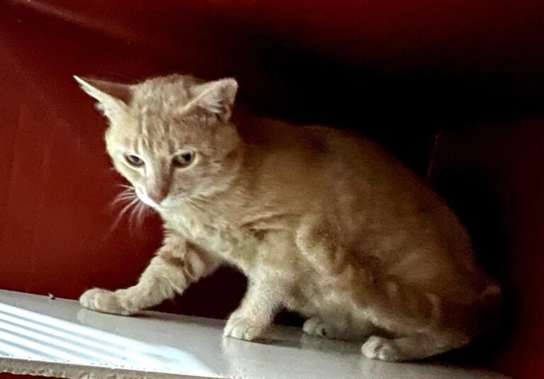 multimedia-foto79060-888-1