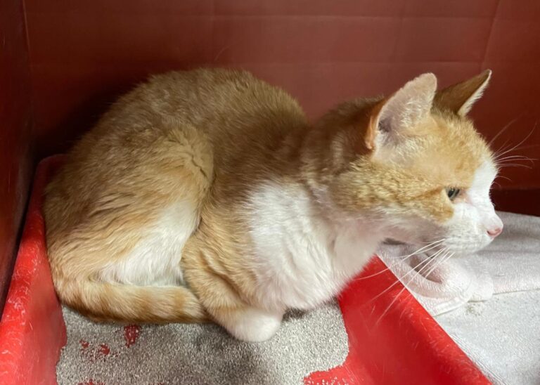 multimedia-foto79063-932-1