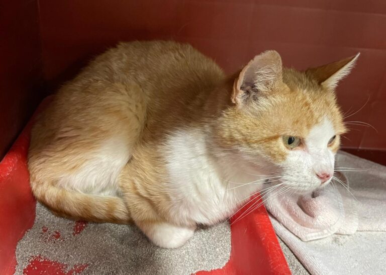 multimedia-foto79064-932-1