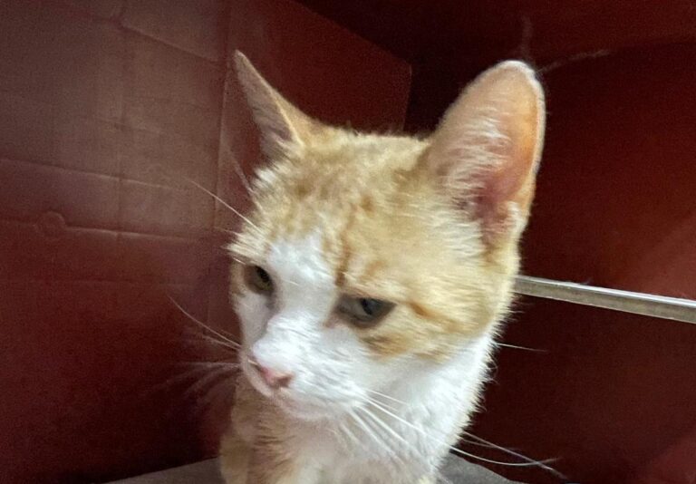 multimedia-foto79065-933-1