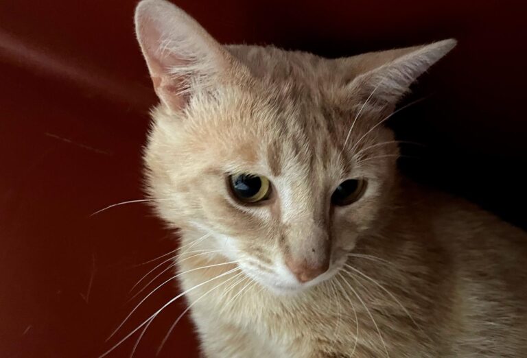 multimedia-foto79078-37-1