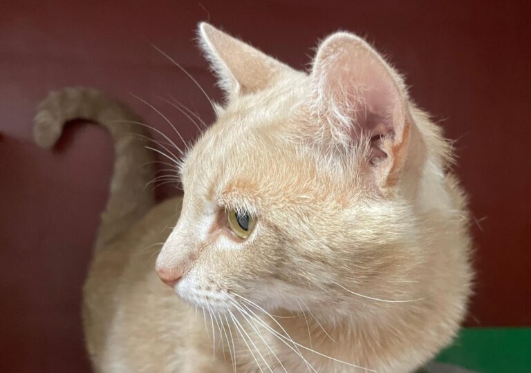 multimedia-foto79079-37-1