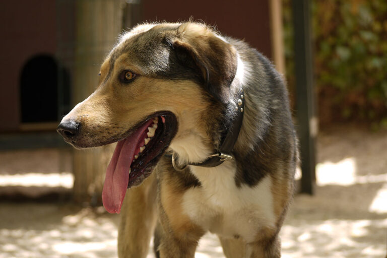 multimedia-foto79127-460-1