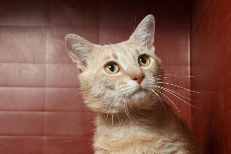 multimedia-foto79133-833-1