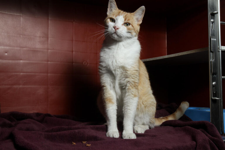 multimedia-foto79136-883-1