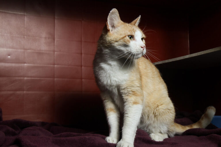 multimedia-foto79137-884-1