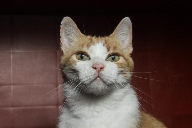 multimedia-foto79138-884-1