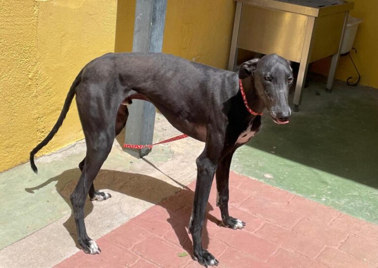 multimedia-foto79160-923-1