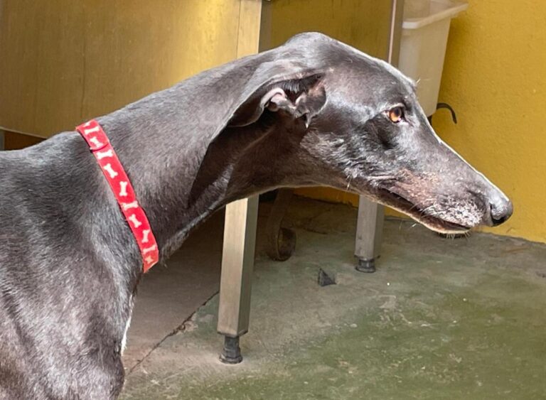 multimedia-foto79164-923-1