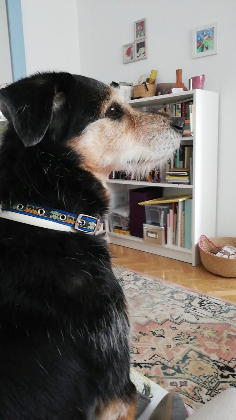 multimedia-foto79167-452-1