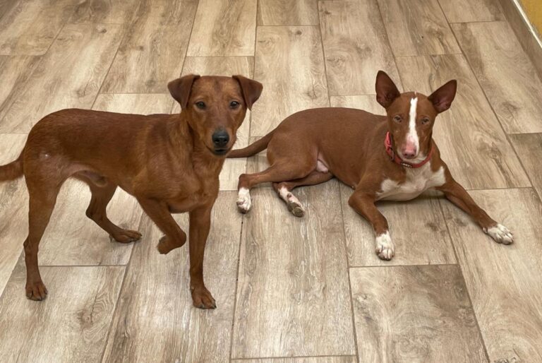 multimedia-foto79176-170-1