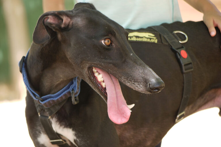 multimedia-foto79229-734-1