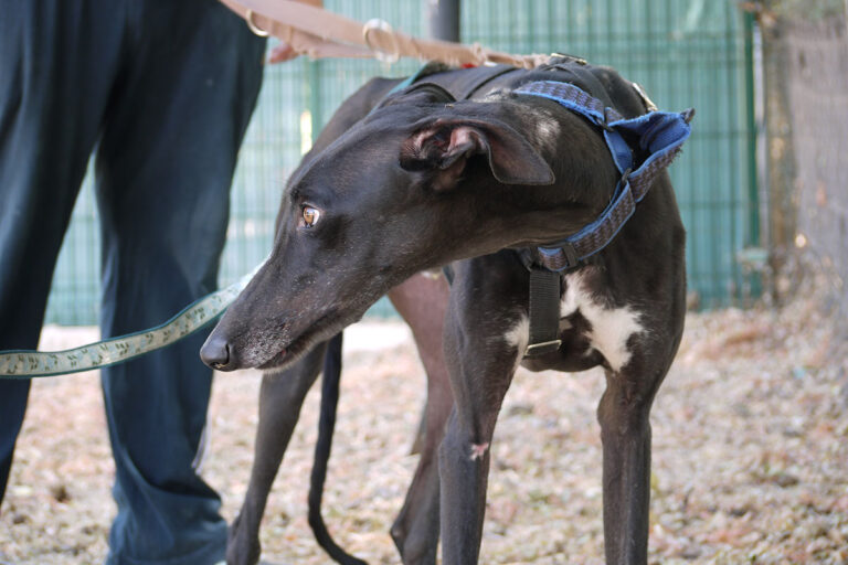 multimedia-foto79232-735-1