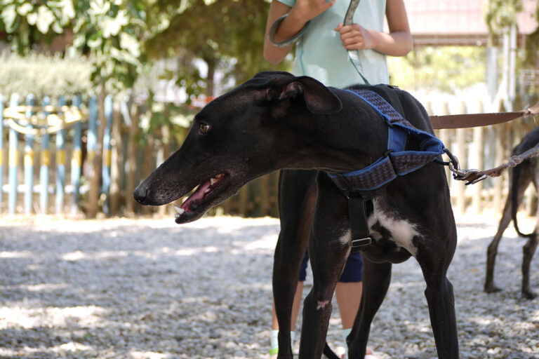 multimedia-foto79235-735-1