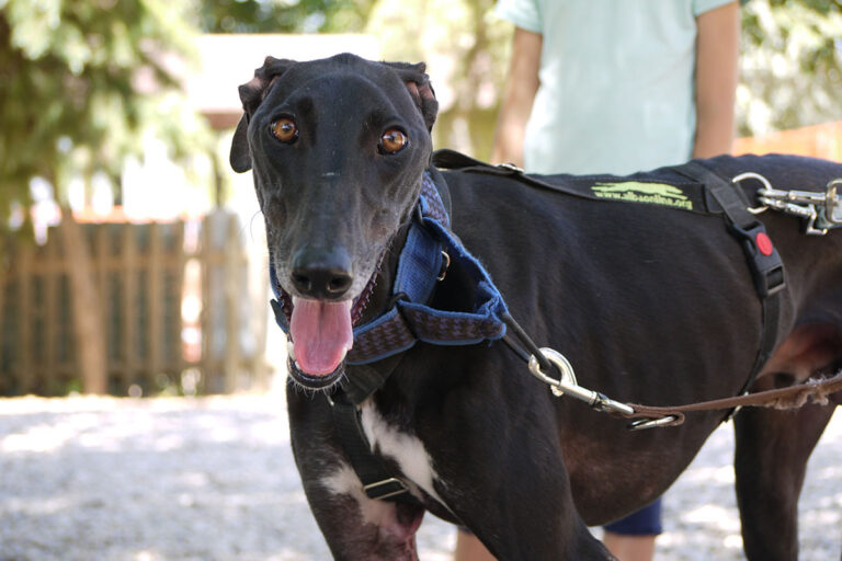 multimedia-foto79236-735-1