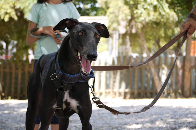 multimedia-foto79238-736-1