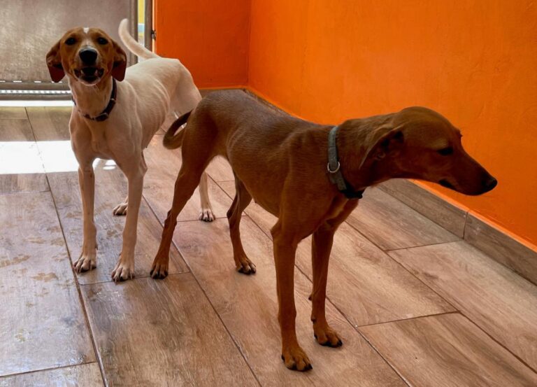 multimedia-foto79243-497-1