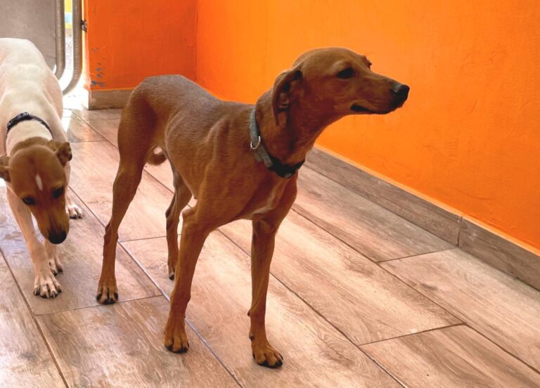 multimedia-foto79244-497-1