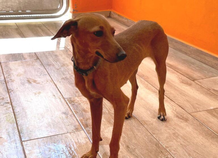 multimedia-foto79247-498-1