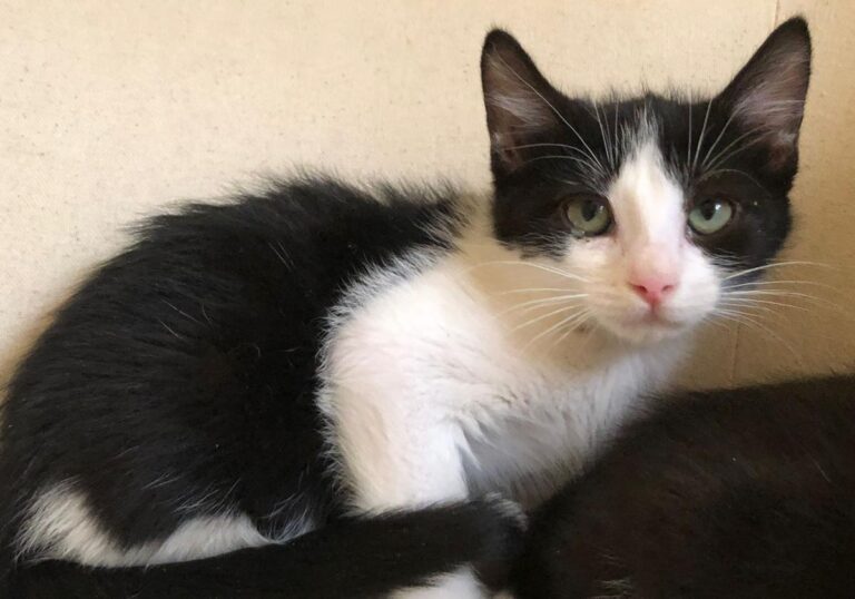 multimedia-foto79269-640-1