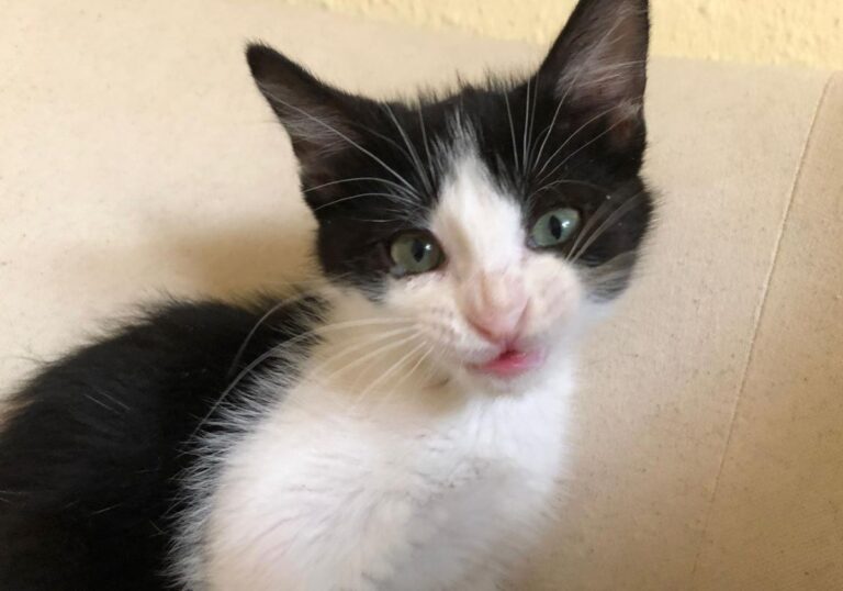 multimedia-foto79270-640-1