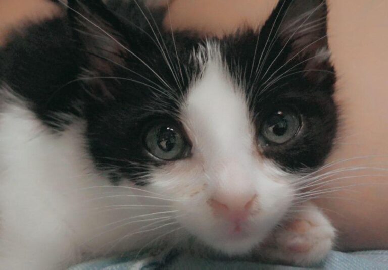 multimedia-foto79271-640-1