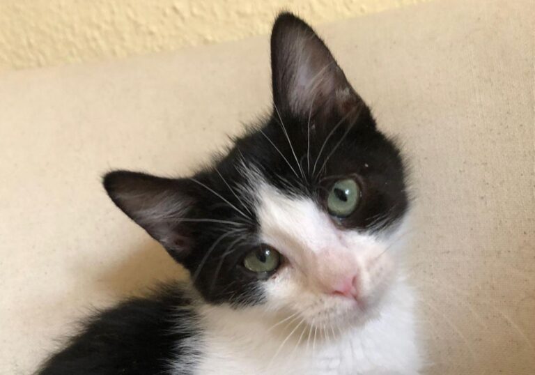 multimedia-foto79274-641-1