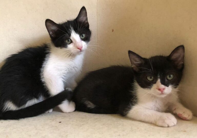 multimedia-foto79276-641-1